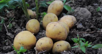 Картофель запретили вывозить из Казахстана