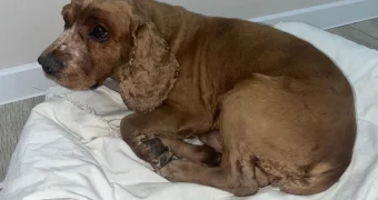 «Собака-призрак»: хозяйка не может найти своего питомца в Актау