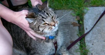 Мужчина расстался с возлюбленной из-за ревности к коту