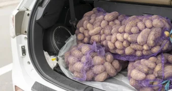 5 килограмм в одни руки: в Алматы ввели ограничение на продажу картофеля