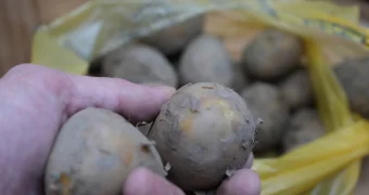 Цены на картошку проверили чиновники в Актау