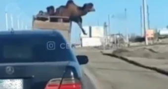Верблюд на ходу выпрыгнул из грузовика в Мангистау