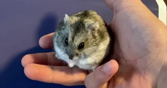 Повар научил крысу готовить и сделал ее своим помощником (видео)