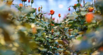 Таможня Казахстана: Поставки цветов в Россию выросли в 50 раз