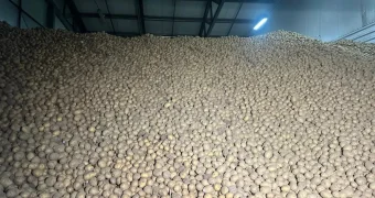 4 килограмма в одни руки: продажу картофеля ограничили на западе Казахстана