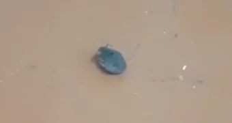 Упитанную мышь обнаружили в столовой школы в Жетысу (видео)