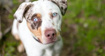 Пес откусил хозяйке нос