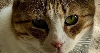 Житель Актау снял однокомнатную квартиру для бездомной кошки