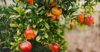 Названа ягода, которая снижает риск развития шести видов рака