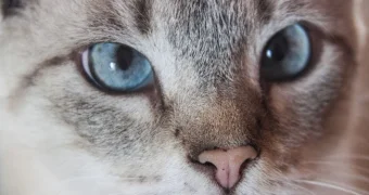 Ваш кот знает, когда вы умрете: поразительные случаи, которые наука не может объяснить