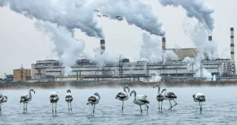 Фламинго на фоне энергокомбината запечатлел блогер из Актау