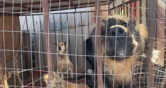 Люди, помогите! Зоозащитники обращаются к жителям Актау