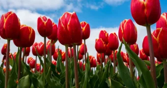 Казахстанцы получат дополнительные выходные