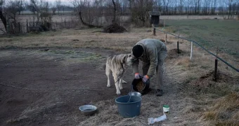 Россиянин описал жизнь фермера в Венгрии фразой «пенсия 700 евро и молодая жена»