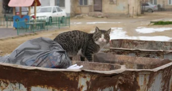 Благотворительная акция по сбору продуктов для животных пройдет в Актау