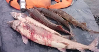 Пограничной службой КНБ пресечено 29 фактов браконьерства на Каспии