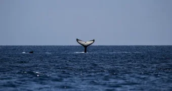 Кит проглотил юношу на глазах у его отца в Чили