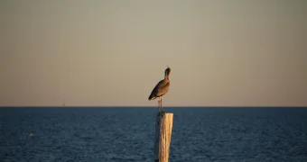 Сотрудникам крупного СМИ запретили посещать Овальный кабинет из-за отказа называть Мексиканский залив Американским