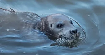 Цирк уехал, а тюлени остались: дрессировщицу из России бросили с животными в Кызылорде