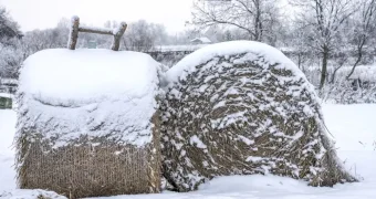 Пропавшего подростка нашли мертвым на сеновале в Костанайской области