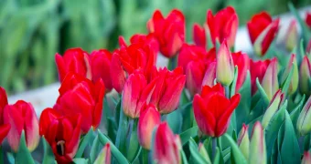 Природа может преподносить сюрпризы: какой будет весна в Казахстане