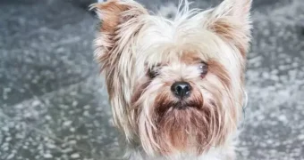 Ученые доказали: собаки видят призраков! Вот 7 пугающих фактов