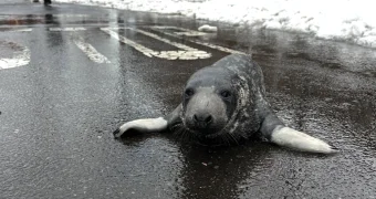 Полицейские поймали тюленя, ползавшего по улицам города