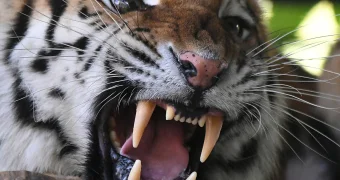 Амурские тигры поедут в Казахстан