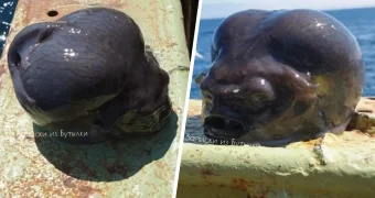 «Поймал голову инопланетянина»: британская пресса обсуждает улов рыбака из РФ