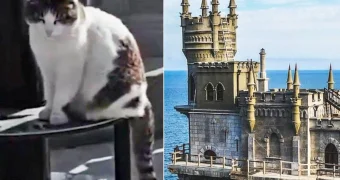 Пострадавшую в Крыму кошку Мусю готов приютить  житель Актау