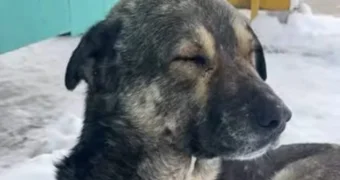 Холодно и голодно: жителей Актау просят покормить бездомных животных