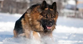 В Казахстане у первоклассника остановилось сердце после встречи с бездомной собакой