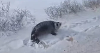 Заблудившегося в заснеженной степи тюленя спасли жители Мангистау