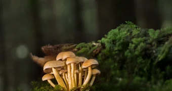 На Западе случайно нашли грибок, который превращает жертву в «зомби»