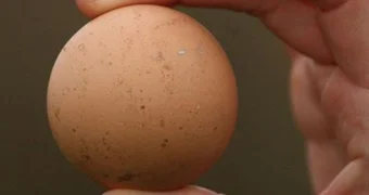 Редкое куриное яйцо выставили на продажу в Шымкенте за 200 тысяч тенге