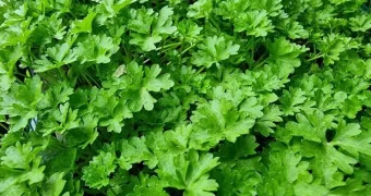 Забудьте про спортзал: секрет плоского живота скрывается на вашей кухне