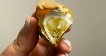 «Янтарное сердце» обнаружили в России: ему более 40 миллионов лет