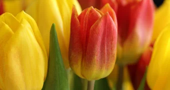 Алматинский фотограф предложил альтернативу цветам на 8 Марта