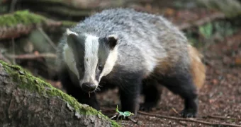 Попавший в фотоловушку барсук умилил казахстанцев (видео)