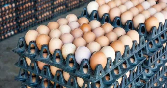 Золотые яйца: казахстанец обманул продавца на 3,6 миллиона тенге с помощью фальшивого чека