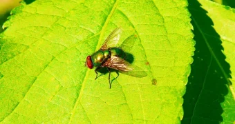 Мухи под защитой: в Швеции обсуждают новые нормы содержания питомцев
