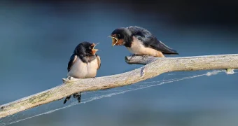 Почему ссоры могут быть полезны для отношений – ответ психолога