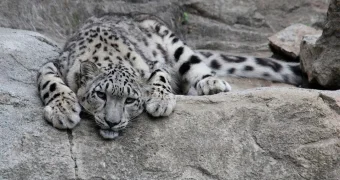 Министерство экологии РК заявило об угрозе исчезновения снежных барсов