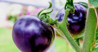 20 тысяч за килограмм: в Алматы продают элитные помидоры (видео)