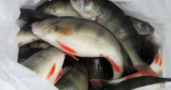 Запахло штрафом: жителя Казахстана наказали за рыбный багаж в автобусе