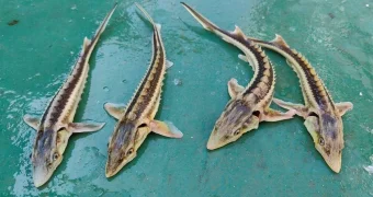 Полиция объявила «войну» браконьерам в Мангистау