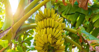 Прямиком из Ямайки: банановыми пальмами засадят набережную в Актау