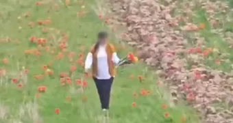 Охота за тюльпанами: в Туркестанской области разыскивают женщину с «миллионным букетом»