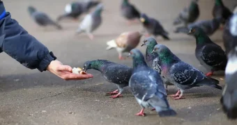 Кормление голубей в Атырау под запретом: штрафы до 103,5 тыс. тенге