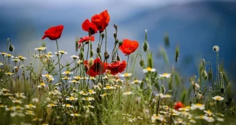 Праздничные дни мая 2025: казахстанцы получат дополнительные выходные